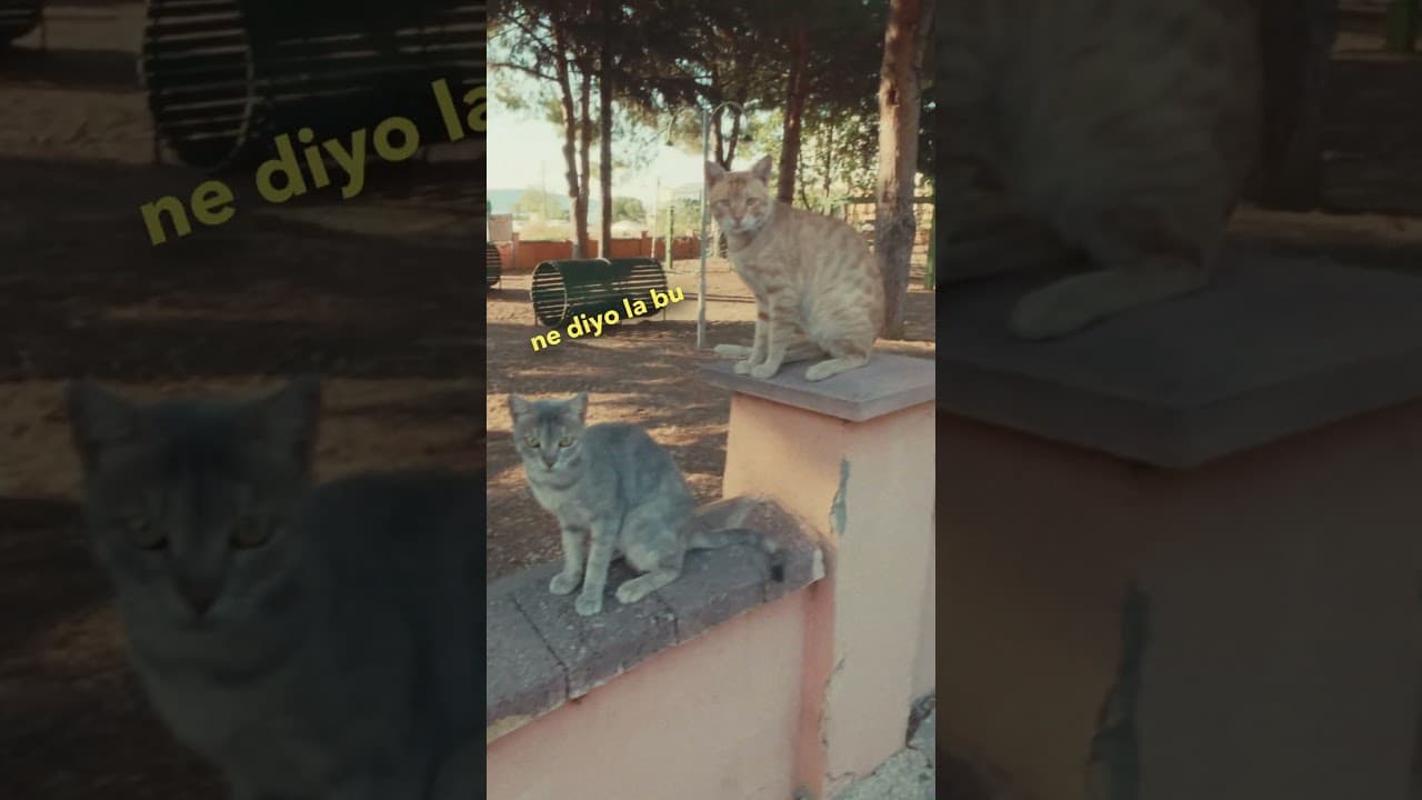 Benim dikkatin dağılış hızı #odaklanma #dikkatdağınıklığı  #kedi #kediler